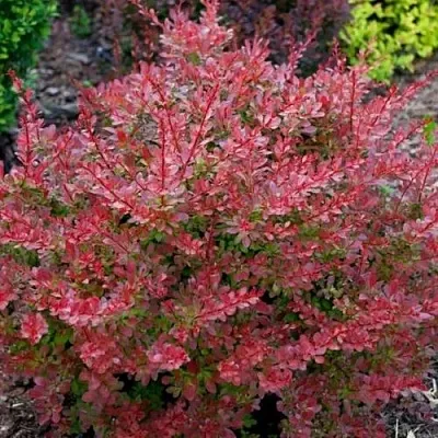 Барбарис ГОЛДЕН РИНГ тунберга  Барбарис ГОЛДЕН РИНГ тунберга в Фаниполе