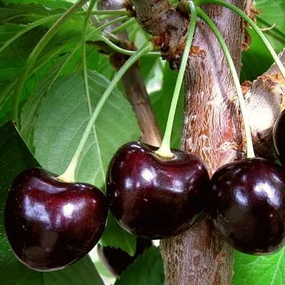 Черешня УГОЛЁК Черешня УГОЛЁК