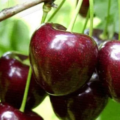 Черешня РОССОШАНСКАЯ КРУПНАЯ  Черешня РОССОШАНСКАЯ КРУПНАЯ в Фаниполе