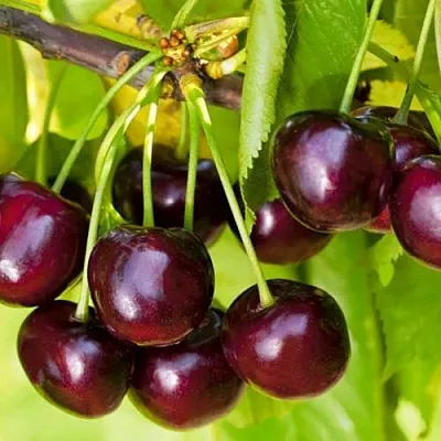 Черешня ИПУТЬ  Черешня ИПУТЬ в Фаниполе