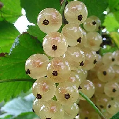 Смородина белая ЮТЕРБОРГСКАЯ  Смородина белая ЮТЕРБОРГСКАЯ в Фаниполе