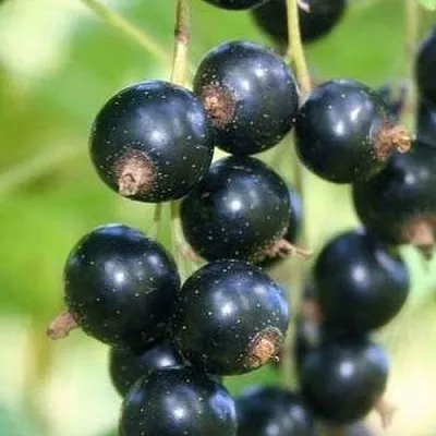 Смородина черная СТРЕЛЕЦ  Смородина черная СТРЕЛЕЦ в Фаниполе