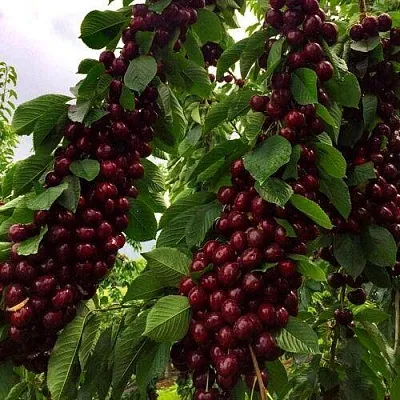 Черешня ХЕЛЕНА колоновидная в Фаниполе