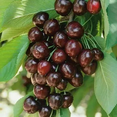 Черешня РЕВНА  Черешня РЕВНА в Фаниполе