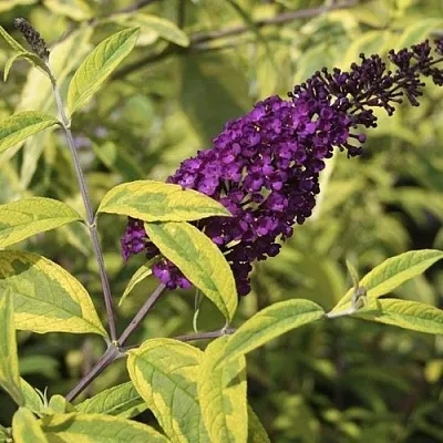 Буддлея давида САНТАНА   Буддлея давида САНТАНА  в Фаниполе