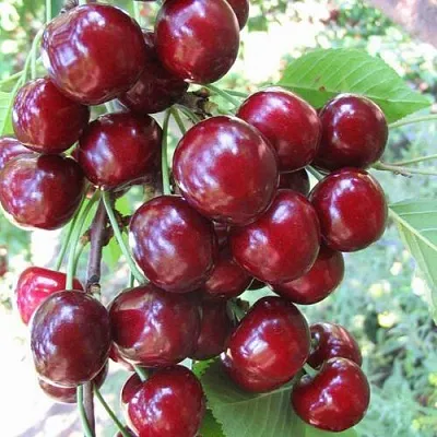 Черешня ОДРИНКА  Черешня ОДРИНКА в Фаниполе