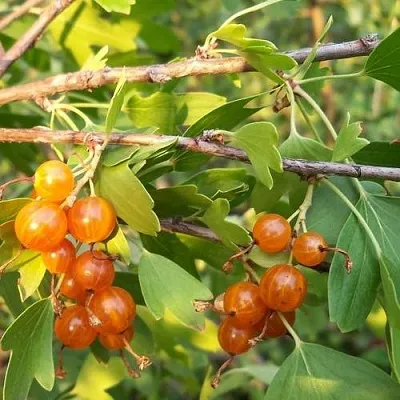 Смородина золотистая ЛЯЙСАН  Смородина золотистая ЛЯЙСАН в Фаниполе