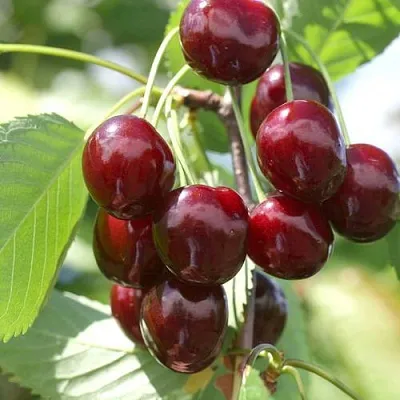 Черешня ОВСТУЖЕНКА  Черешня ОВСТУЖЕНКА в Фаниполе