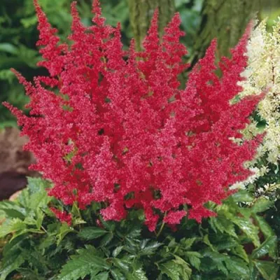 Астильба МОНТГОМЕРИ японская в Фаниполе