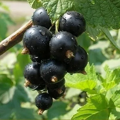 Смородина черная ПИГМЕЙ  Смородина черная ПИГМЕЙ в Фаниполе