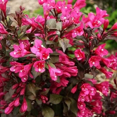 Вейгела БЛЭК РУБИ  Вейгела БЛЭК РУБИ в Фаниполе