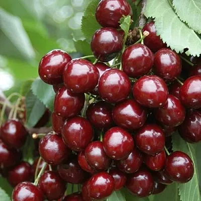 Черешня СИЛЬВИЯ колоновидная в Фаниполе