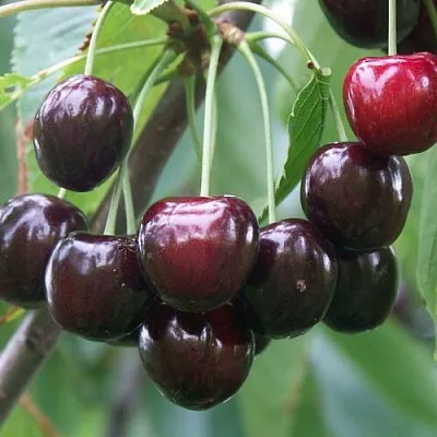 Черешня ЛЮБИМИЦА АСТАХОВА  Черешня ЛЮБИМИЦА АСТАХОВА в Фаниполе