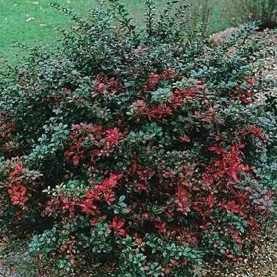 Барбарис РЕД ДЖЕВЕЛ средний   Барбарис РЕД ДЖЕВЕЛ средний  в Фаниполе