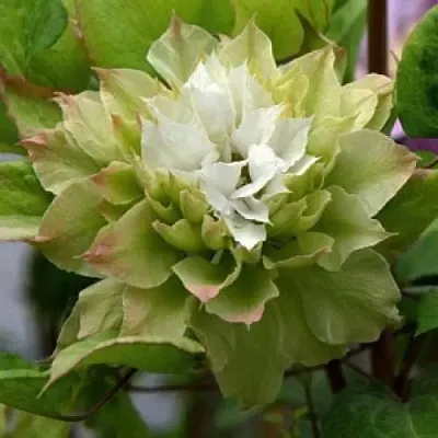 Клематис СЕН-НО-КЕЙЗ  Клематис СЕН-НО-КЕЙЗ в Фаниполе