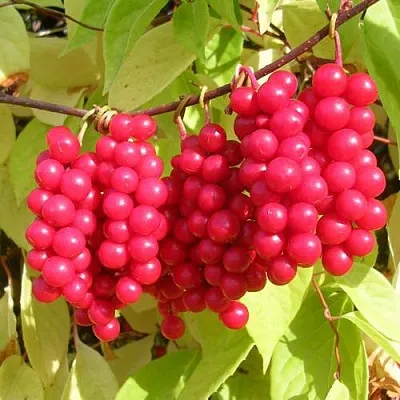 Лимонник ПЕРВЕНЕЦ китайский  Лимонник ПЕРВЕНЕЦ китайский в Фаниполе