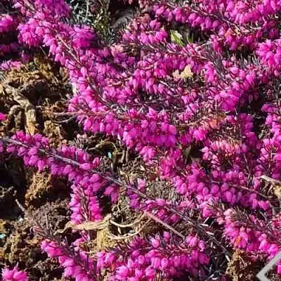 ЭРИКА "АЛЬПИЙСКИЙ ВЕРЕСК" (зимующая) сорт АТРОРУБРА  ЭРИКА "АЛЬПИЙСКИЙ ВЕРЕСК" (зимующая) сорт АТРОРУБРА в Фаниполе