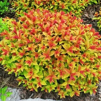 Спирея ГОЛДФЛЕЙМ  Спирея ГОЛДФЛЕЙМ в Фаниполе