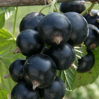 Смородина черная Ядреная -2  Смородина черная Ядреная -2