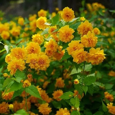 Керрия японская ПЛЕНИФЛОРА  Керрия японская ПЛЕНИФЛОРА в Фаниполе