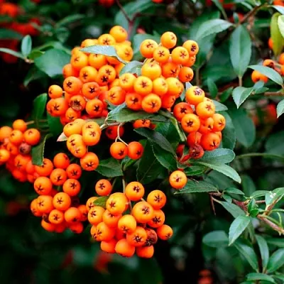 Пираканта ОРАНЖ ГЛОУ  Пираканта ОРАНЖ ГЛОУ в Фаниполе