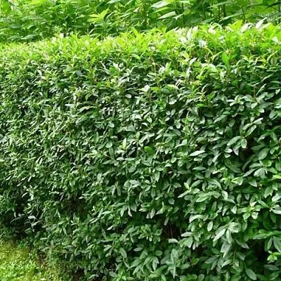 Бирючина обыкновенная  Бирючина обыкновенная в Фаниполе