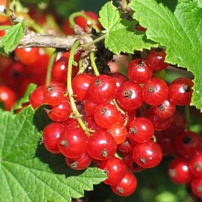 Смородина красная РАЧКОВСКАЯ  Смородина красная РАЧКОВСКАЯ в Фаниполе