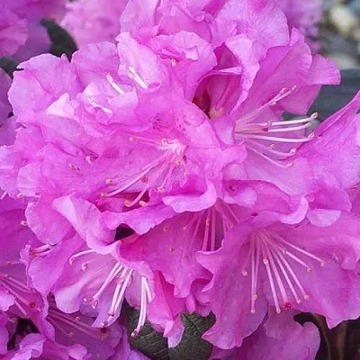 Рододендрон П.Ж.М. ЭЛИТ  Рододендрон П.Ж.М. ЭЛИТ в Фаниполе