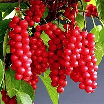 Лимонник САДОВЫЙ 1 китайский   Лимонник САДОВЫЙ 1 китайский  в Фаниполе