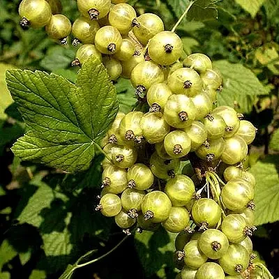 Смородина зеленоплодная СНЕЖНАЯ КОРОЛЕВА  Смородина зеленоплодная СНЕЖНАЯ КОРОЛЕВА в Фаниполе