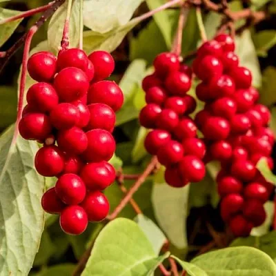 Лимонник КОСТИК китайский  Лимонник КОСТИК китайский в Фаниполе