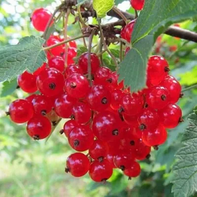 Смородина красная КРАСНАЯ АНДРЕЙЧЕНКО  Смородина красная КРАСНАЯ АНДРЕЙЧЕНКО в Фаниполе