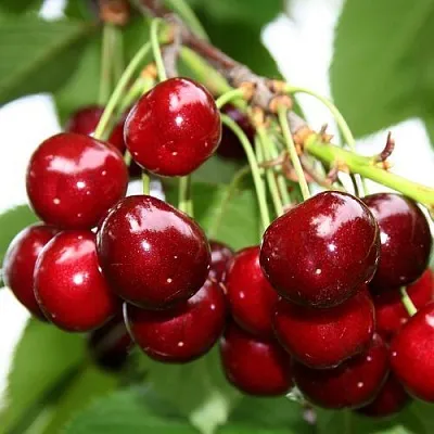 Черешня МИНЧАНКА  Черешня МИНЧАНКА в Фаниполе