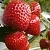 Клубника АРГЕНТЕРА в Фаниполе