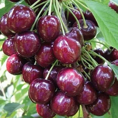 Черешня СЭМ колонновидная в Фаниполе