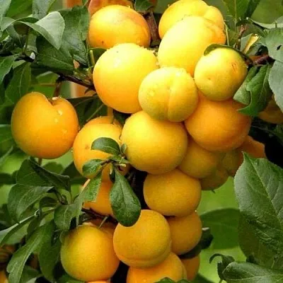 Слива МИРАБЕЛЛА Слива МИРАБЕЛЛА