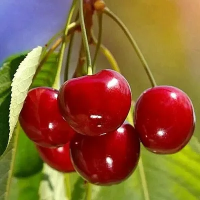 Черешня ТЕРЕМОШКА Черешня ТЕРЕМОШКА