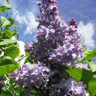 Сирень КРЫЛЬЯ НАДЕЖДЫ  Сирень КРЫЛЬЯ НАДЕЖДЫ в Фаниполе