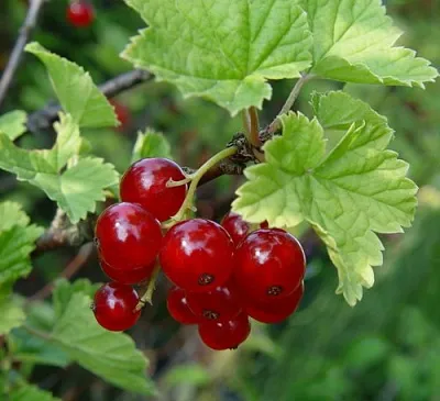 Смородина альпийская ШМИДТ  Смородина альпийская ШМИДТ в Фаниполе