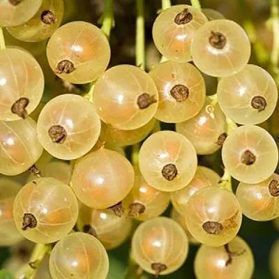 Смородина белая СМОЛЬЯНИНОВСКАЯ  Смородина белая СМОЛЬЯНИНОВСКАЯ в Фаниполе