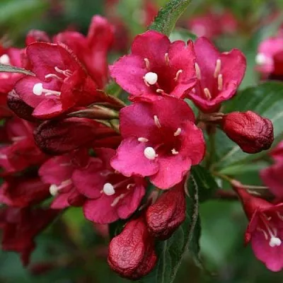 Вейгела ЕВА РАТКЕ  Вейгела ЕВА РАТКЕ в Фаниполе