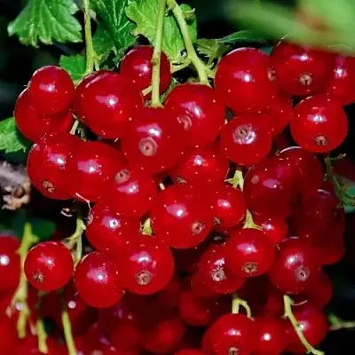 Смородина красная СЕРПАНТИН  Смородина красная СЕРПАНТИН в Фаниполе