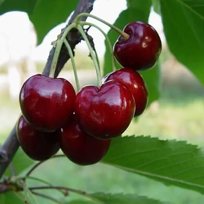 Черешня СТЕЛЛА  Черешня СТЕЛЛА в Фаниполе
