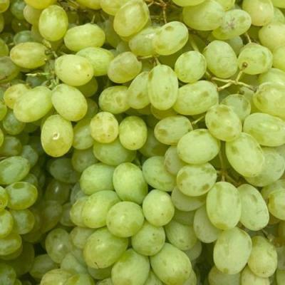 Зеленый в Фаниполе