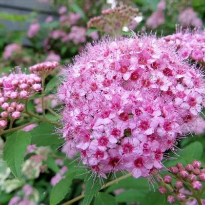 Розовая в Фаниполе