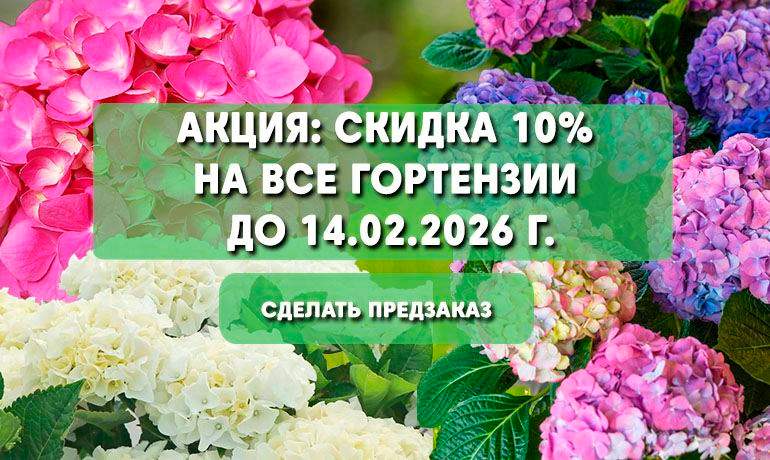 Скидка 10% на все гортензии — только до 14 февраля