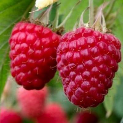 Средняя в Фаниполе