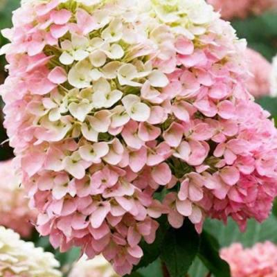 Низкорослые (карликовые) в Фаниполе