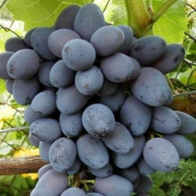 Черный виноград в Фаниполе