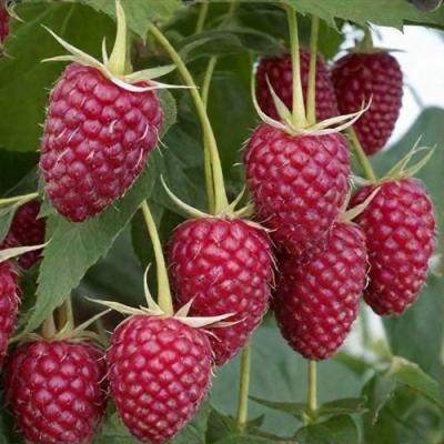 Высокая в Фаниполе